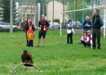 01 incontro con il falconiere.jpg